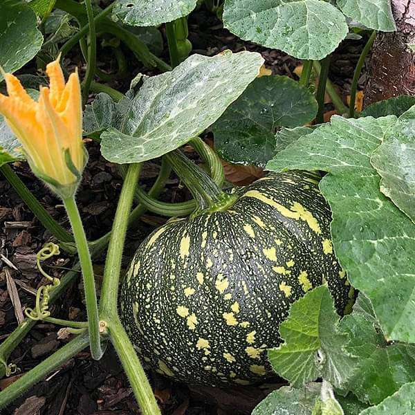 Pumpkin Hybrid Bheema Vegetable Seeds
